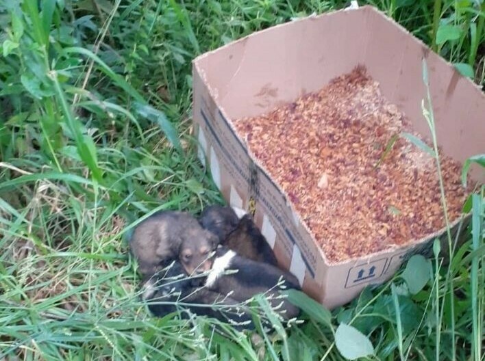 Área rural de Araucária vira ponto de descarte de cães