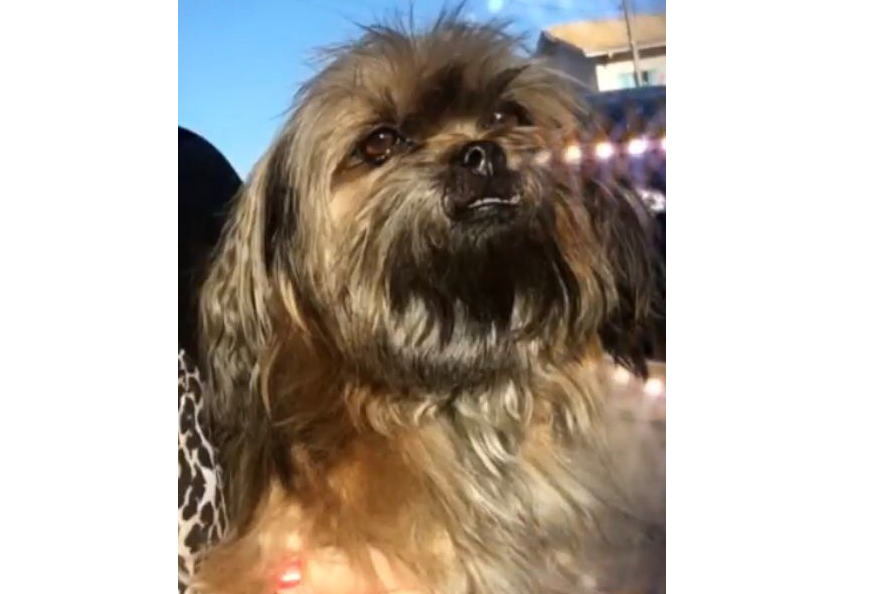 ENCONTRADA Família da shitzu Sol oferece recompensa para quem encontrá-la