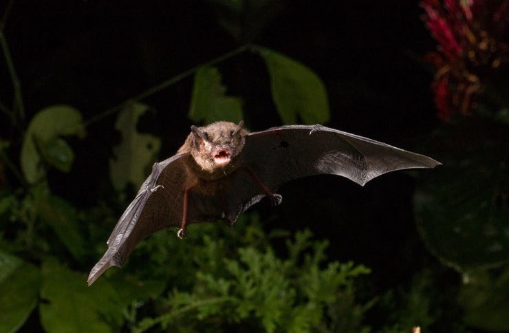 Saúde alerta população para incidência de morcegos na área urbana