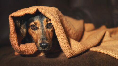 Prefeitura lança Campanha de Inverno Pet