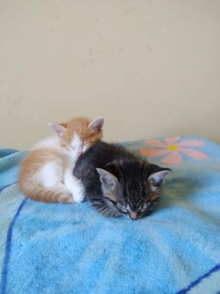 Doa-se casal de filhotes de gato em Araucária