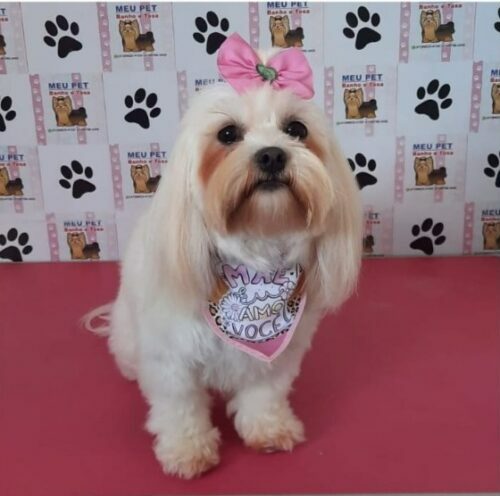 Cachorrinha que desapareceu em Contenda pode estar em Araucária