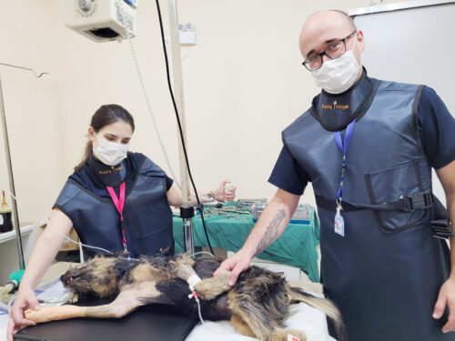 Protetor pede ajuda da comunidade para adotar os cães que são abandonados