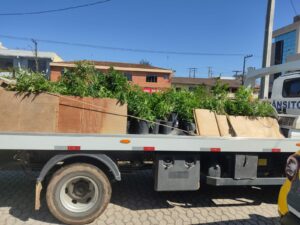 Polícia Militar de Araucária desmonta estufa de maconha na área rural de Lagoa Grande e prende homem que cuidava do local