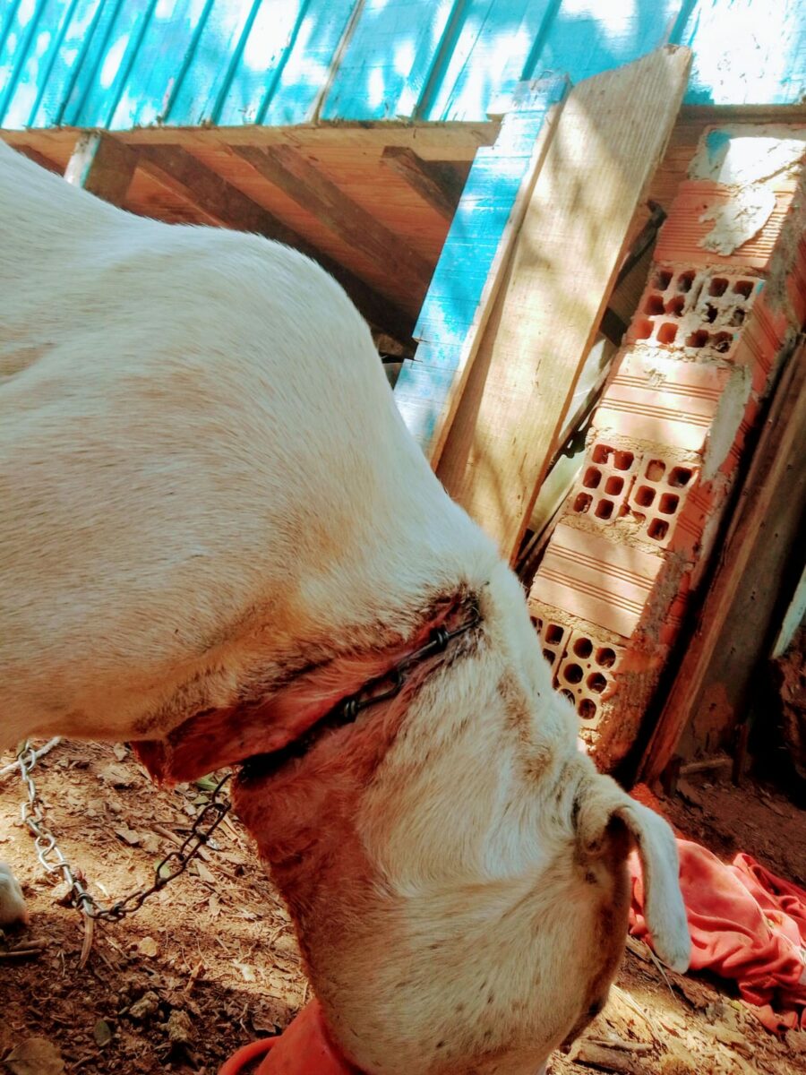 Secretaria e Delegacia do Meio Ambiente resgatam cão quase degolado e prendem donos em flagrante