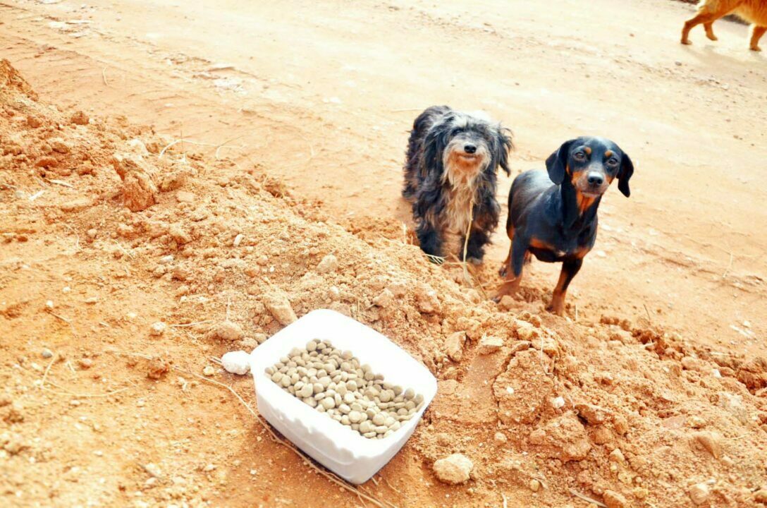 Cães abandonados: protetora diz que o problema precisa ser levado a sério!