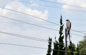 A partir desta semana as temperaturas voltam a aumentar