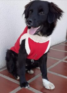 Ajude o Thor a encontrar um novo lar!