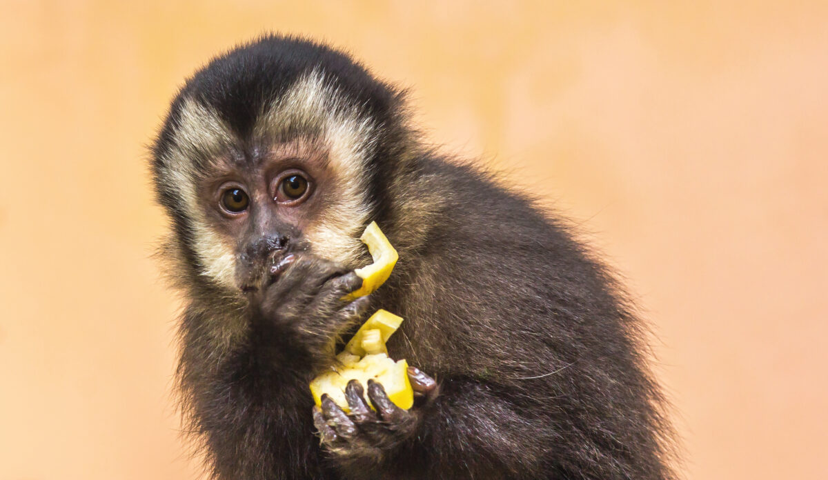 Macacos são agredidos e mortos por causa da varíola