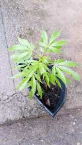 GM prende mulher que cultivava um pé de maconha em casa