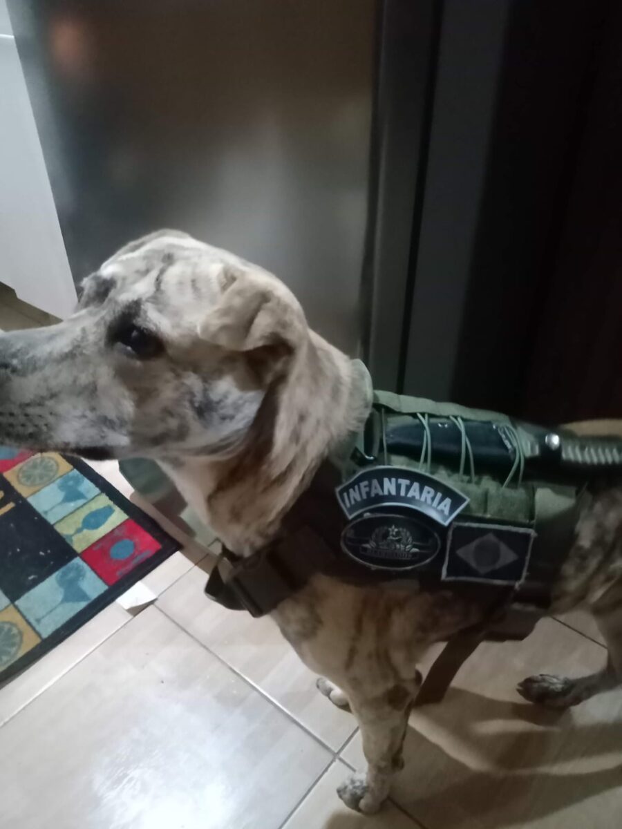 Vamos ajudar a encontrar o cãozinho Bastião!