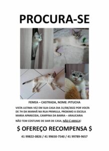 Você viu a Pitucha por aí?