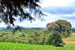 Temperaturas voltam a ficar agradáveis nesta semana
