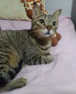 Gatinha Hina sumiu e a dona está à sua procura