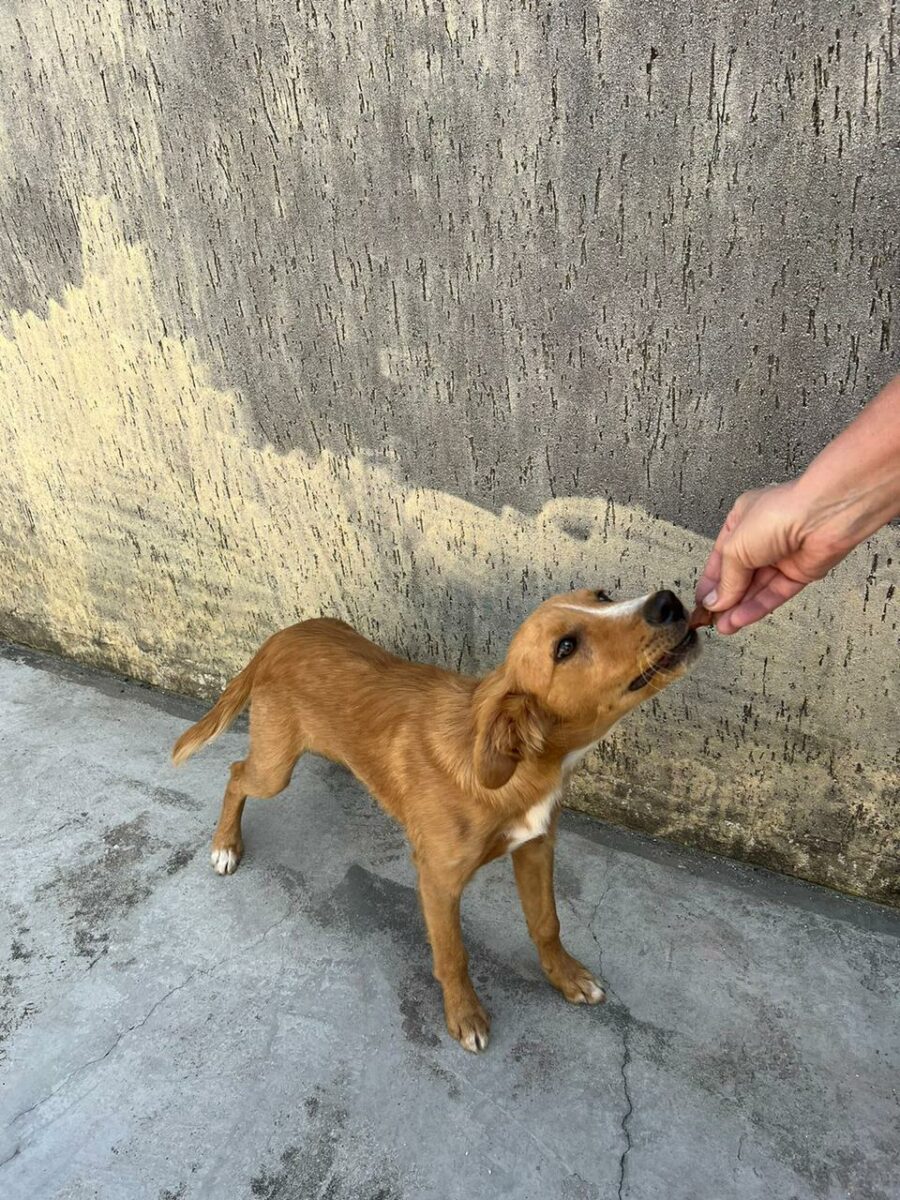 Cãozinho resgatado na Rodovia do Xisto está à procura de um lar