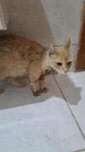 Procura-se o dono de gatinho encontrado no CAIC do Califórnia