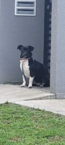 Cachorrinho perdido próximo à Pracinha do Tindiquera está em busca dos donos