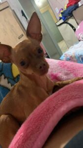 Você viu a pinscher Lilica por aí?