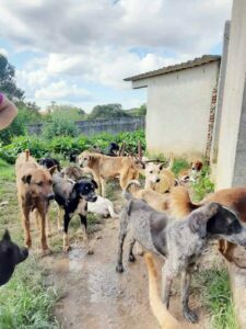 Voluntários estão fazendo arrecadações para ajudar cuidador de cães