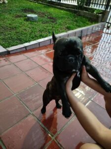 Cachorro aparece no Iguaçu e moradora pede ajuda para encontrar seu dono