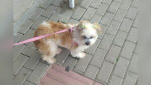 Dono de cadelinha Shih-tzu roubada pede que quem a pegou, devolva