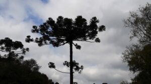 Já é novembro! Mas as temperaturas seguem amenas e com dias nublados
