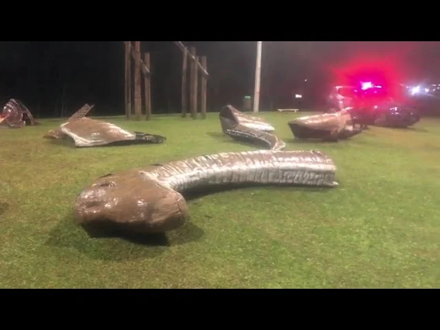 Exposição Parque dos Dinossauros começa a ser montada em Araucária