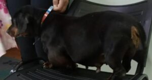 Ajude a cachorra Nina a fazer uma cirurgia para retirada de tumor
