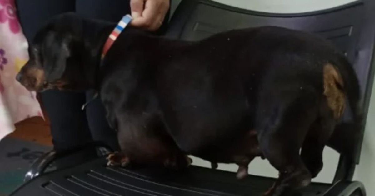 Ajude a cachorra Nina a fazer uma cirurgia para retirada de tumor