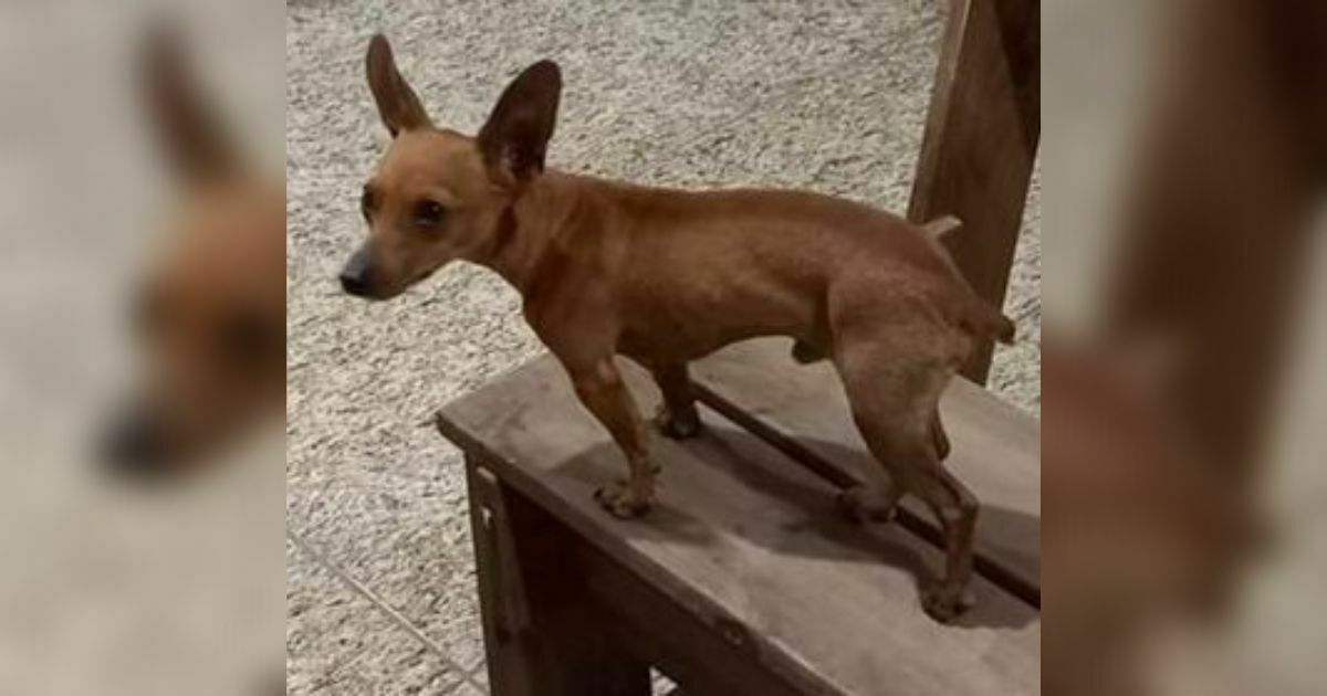 Família procura pinscher que desapareceu no bairro Costeira