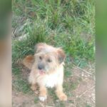 Família procura por cachorrinho desaparecido no bairro Tropical