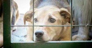 Você sabia que violar os direitos dos animais é crime