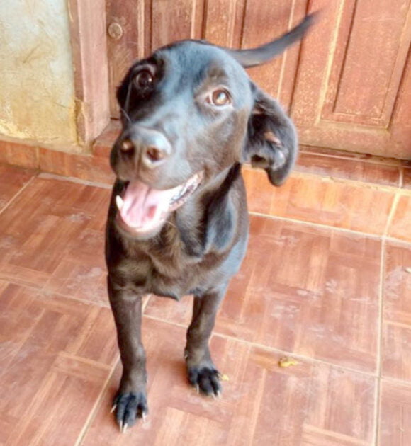 Conheça as histórias de cães que foram abandonados e hoje tem novas famílias