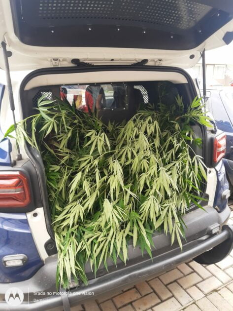 GM acaba com plantação “caseira” de pés de maconha