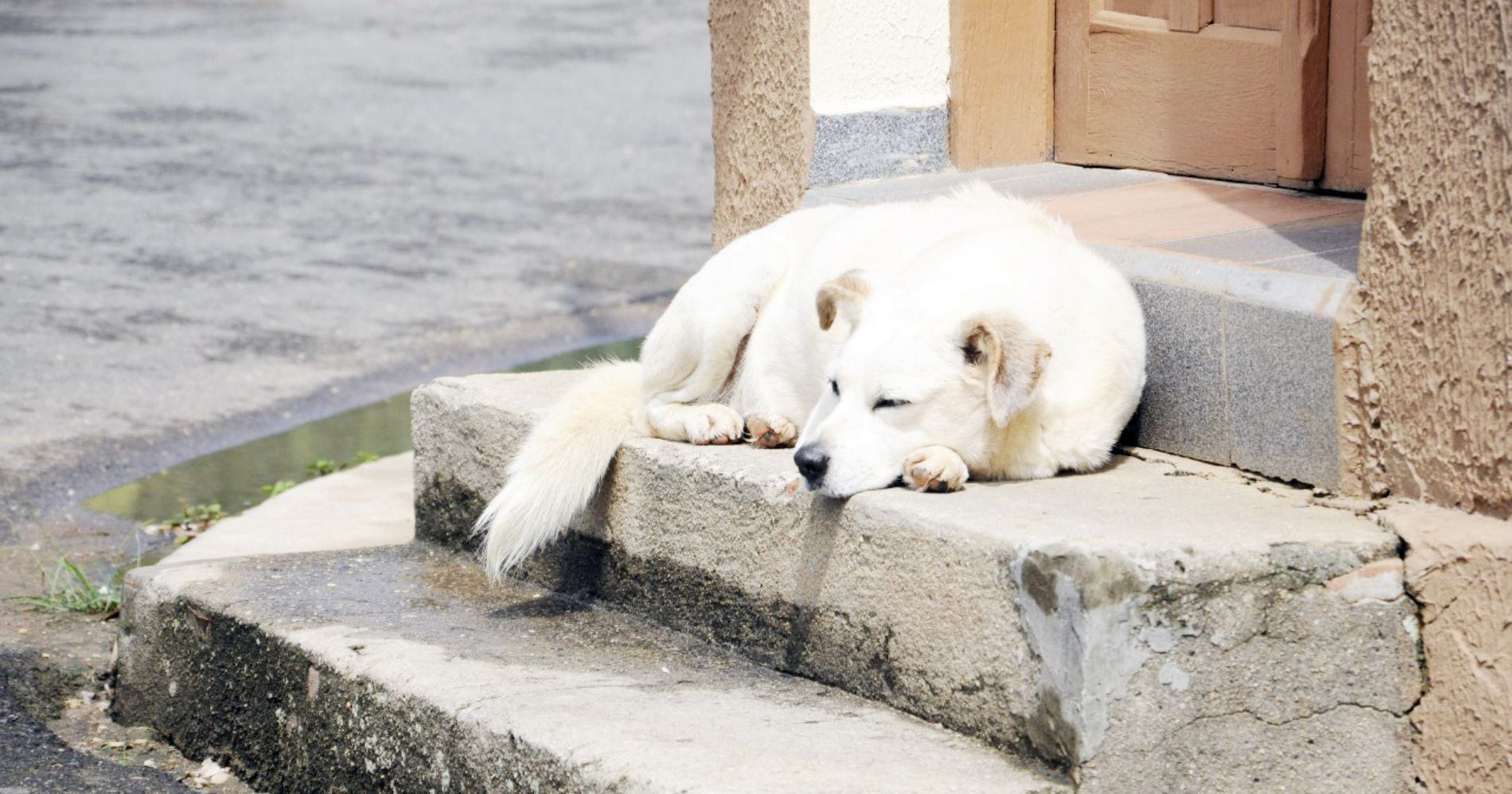 Apesar de ser crime, casos de abandono de animais crescem no final de ano