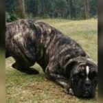 Família pede ajuda para encontrar cachorrinha que fugiu