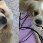 Ajude a encontrar a cachorrinha Cacau que desapareceu no bairro Passauna