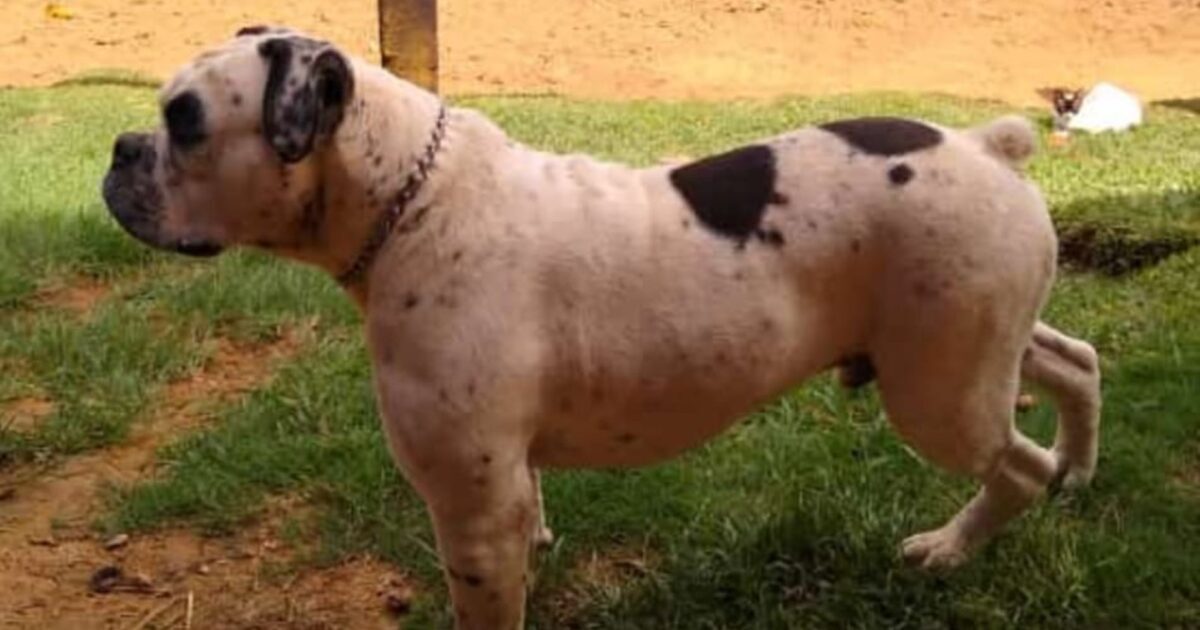 Família pede ajuda para encontrar bulldog desaparecido