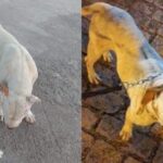 Protetor pede ajuda para encontrar dono de Pitbull que está perambulando perdido pela cidade