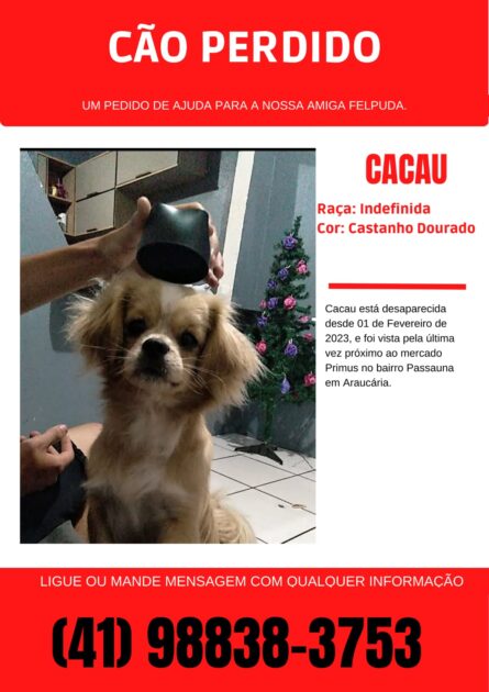 Ajude a encontrar a cachorrinha Cacau que desapareceu no bairro Passaúna