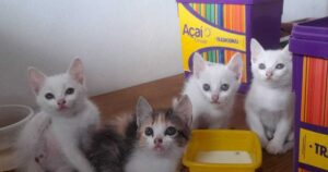 Adote um gatinho para alegrar os seus dias!