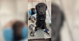 Cachorro foi encontrado com orelha machucada, e cuidadora pede ajuda para doá-lo