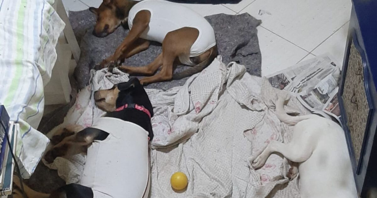 Cuidadora faz rifa para pagar o tratamento de três cachorrinhas que foram resgatadas