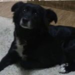 Família pede ajuda para encontrar a cachorrinha Sofia