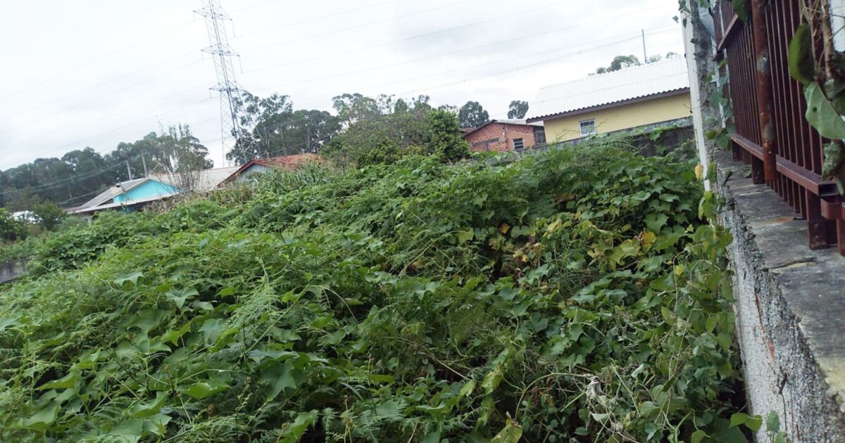 Matagal em terreno localizado no Tindiquera incomoda vizinhos