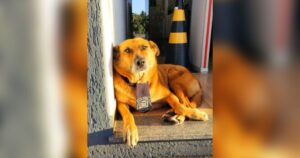 Vira-lata Caramelo rende bandido em fuga que invadiu sede da GMA