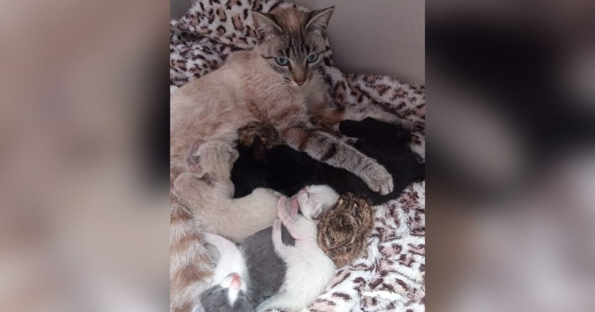 gata adota 3 filhotinhos de lebre que foram abandonados