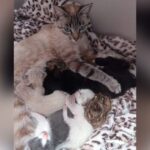 gata adota 3 filhotinhos de lebre que foram abandonados
