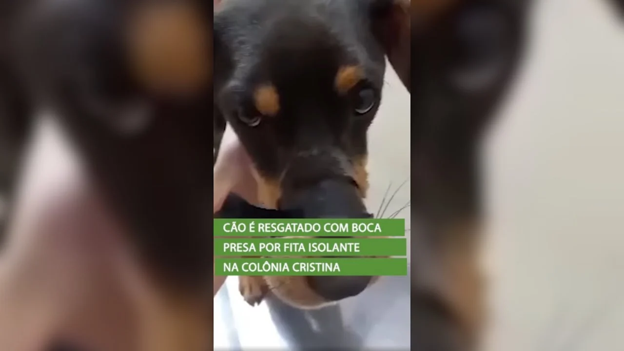 Crueldade: Cão é resgatado com boca presa por fita isolante na Colônia Cristina Mais um caso de agr