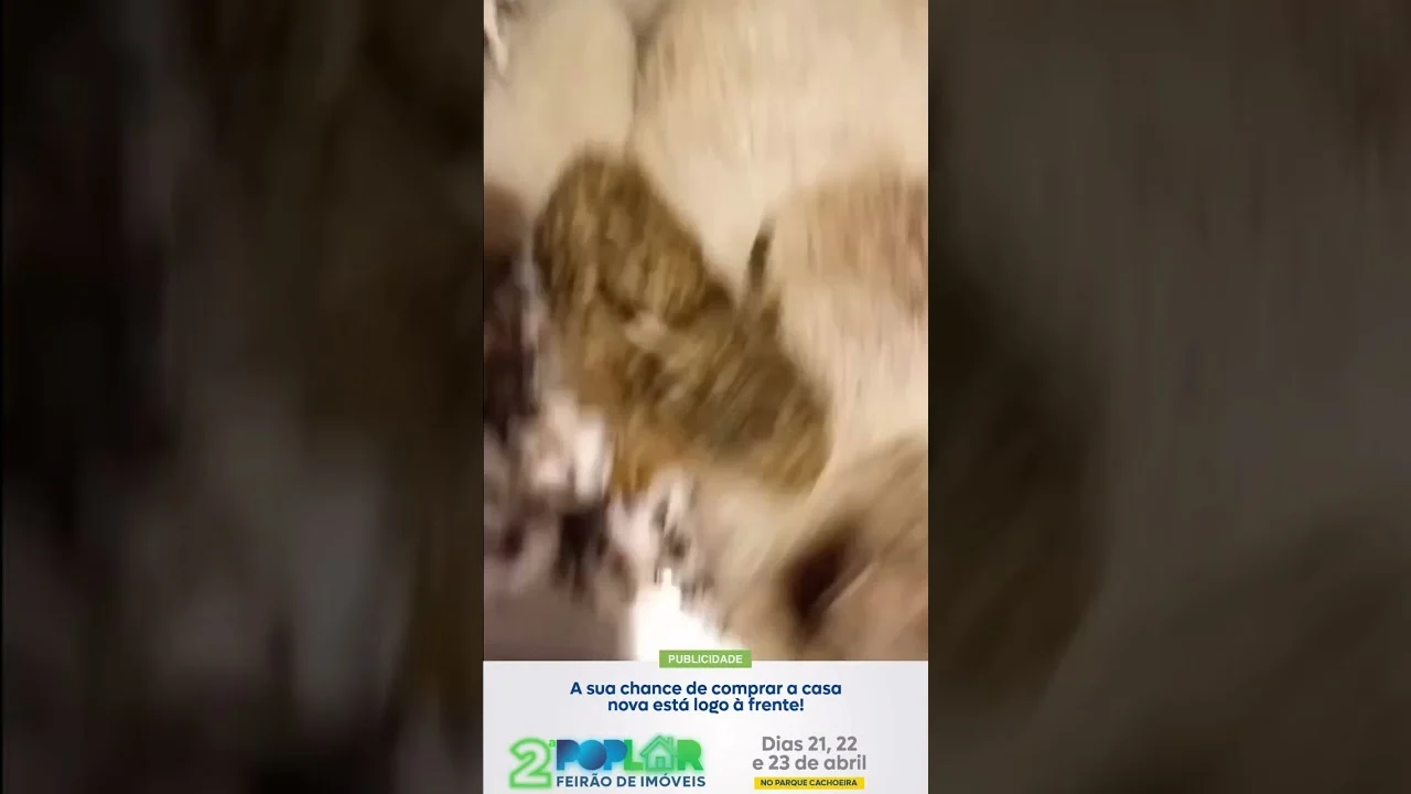 Gata foi abandonada nas ruas de Araucária e recolhida por uma protetora